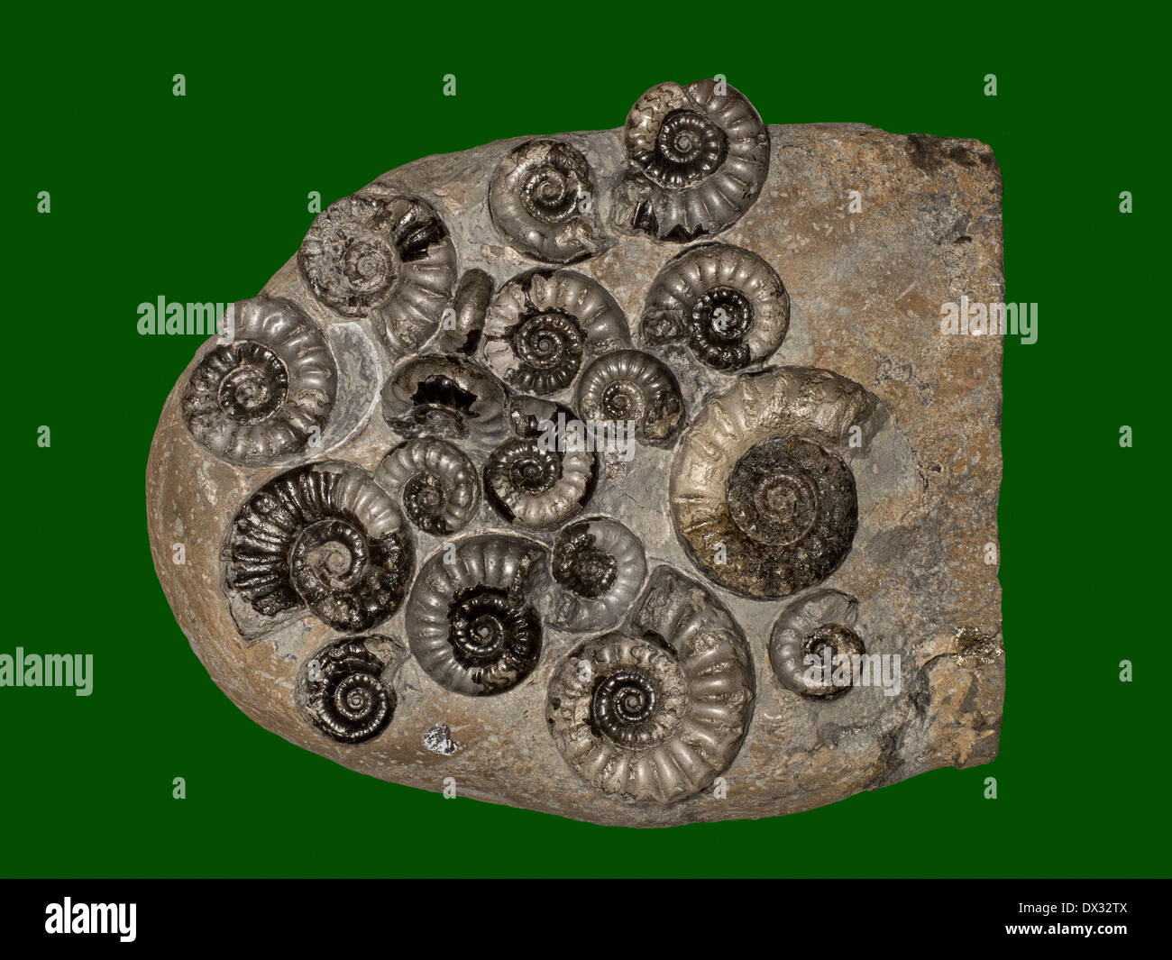 Fossile Ammoniten Eugassiceras spp. vom unteren Lias Jurassic auf Yorkshire Coast UK. Stockfoto