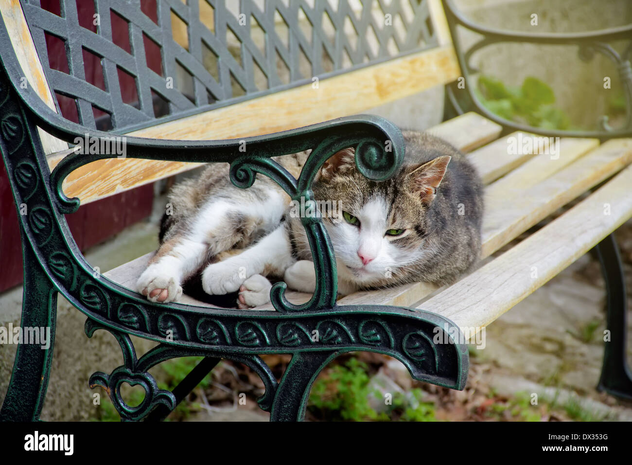 Süße Katze ist auf dekorative schmiedeeiserne Bank liegen. Stockfoto