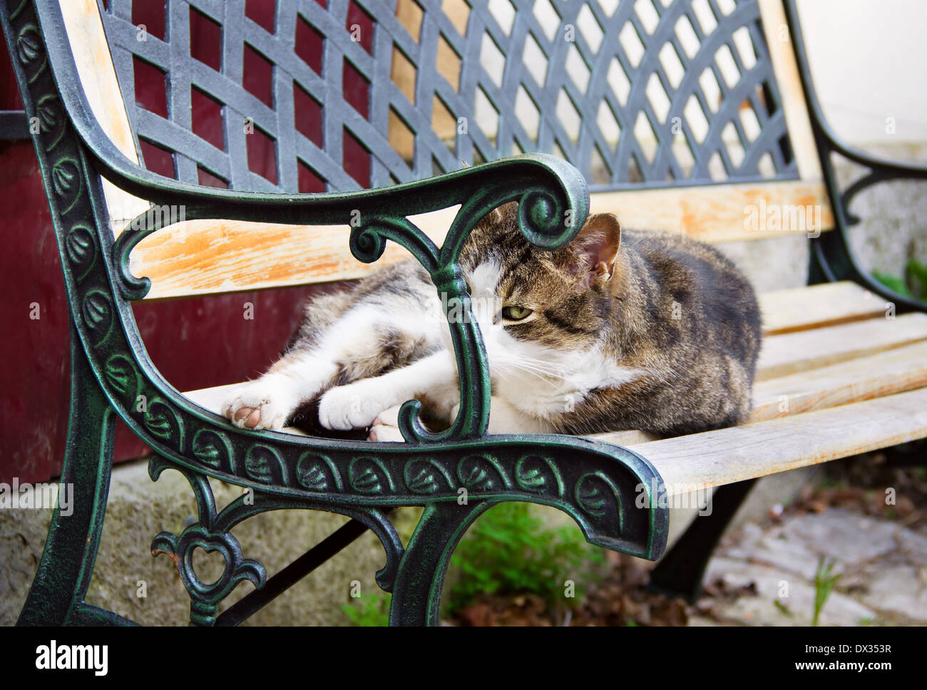 Liegefläche Katze auf dekorative schmiedeeiserne Bank liegend Stockfoto