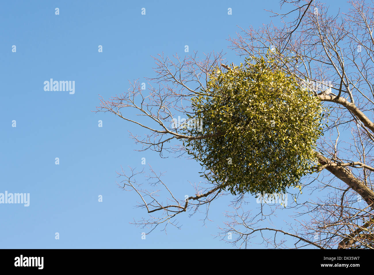 Viscum album. Die Mistel in einem Winter Baum in der englischen Landschaft. Großbritannien Stockfoto