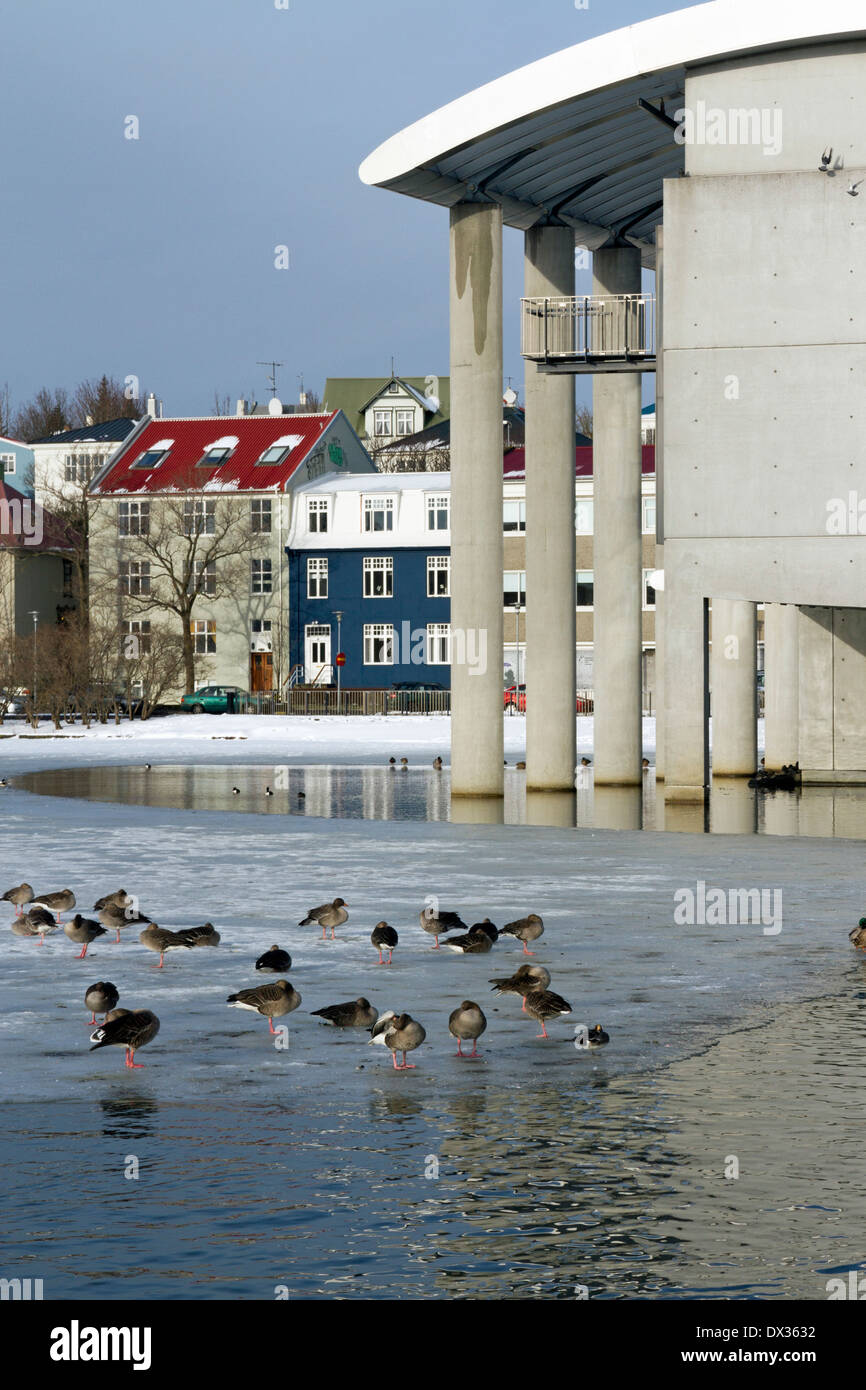 Stockente Enten auf gefrorenen See Tjörnin am Rathaus von Reykjavik Stockfoto