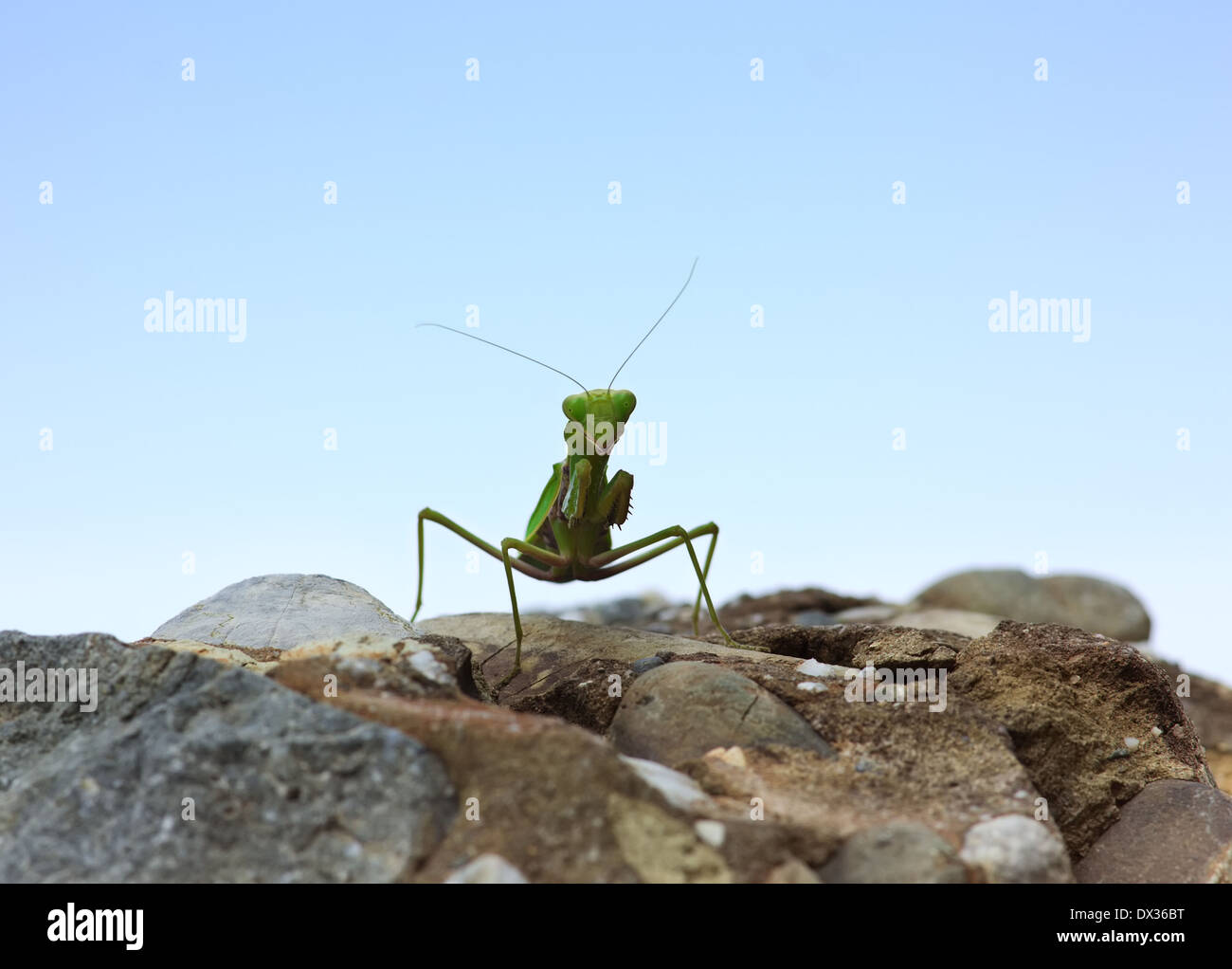 Nahaufnahme Bild der Grüne Gottesanbeterin (Mantis Religiosa) sitzt auf dem Felsen über Himmelshintergrund, suchen in der Kamera Stockfoto