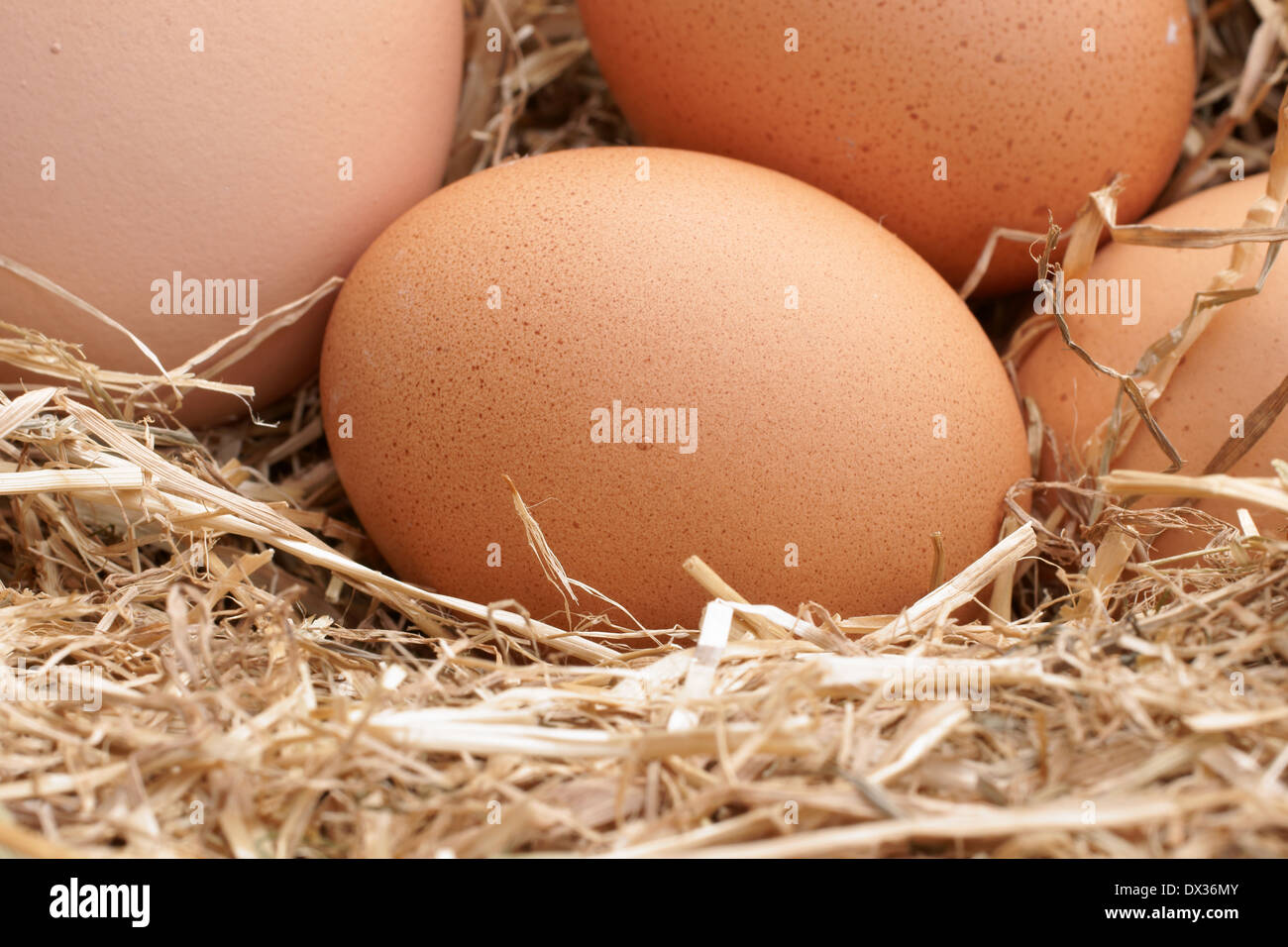 Frisch gelegt freilaufenden Hühner Eiern in einem Bett aus Stroh Stockfoto