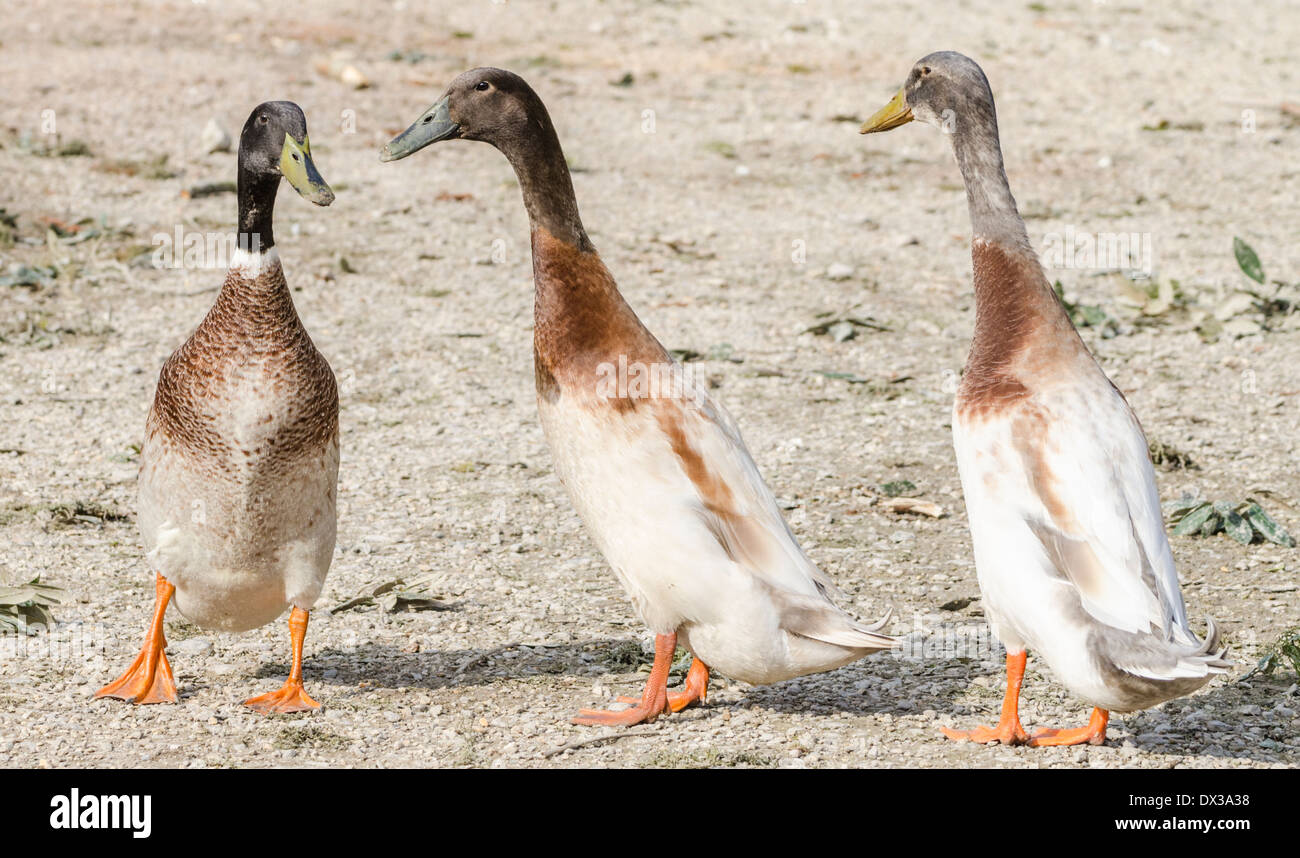 3 inländische Indian Runner Enten in West Sussex, England, UK. Stockfoto