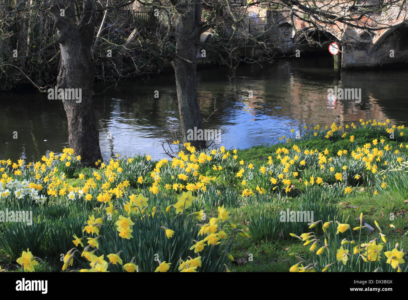 Narzisse auf Wensum Flussufer, Frühling, Norwich, Norfolk, Großbritannien Stockfoto