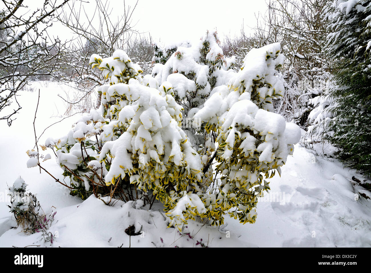 Euonymus Fortunei 'Emerald n Gold' (Spindel Baum), unter dem Schnee in einem Garten (Potager de Suzanne, Le Pas, Norden Mayenne, FR). Stockfoto