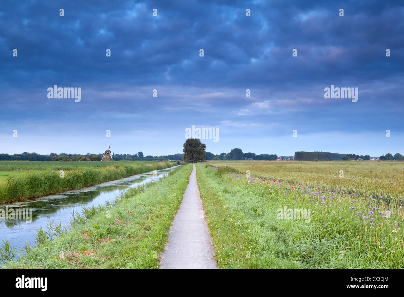 blühende Feld, Fluss und holländischen Windmühle im Sommer, Holland Stockfoto