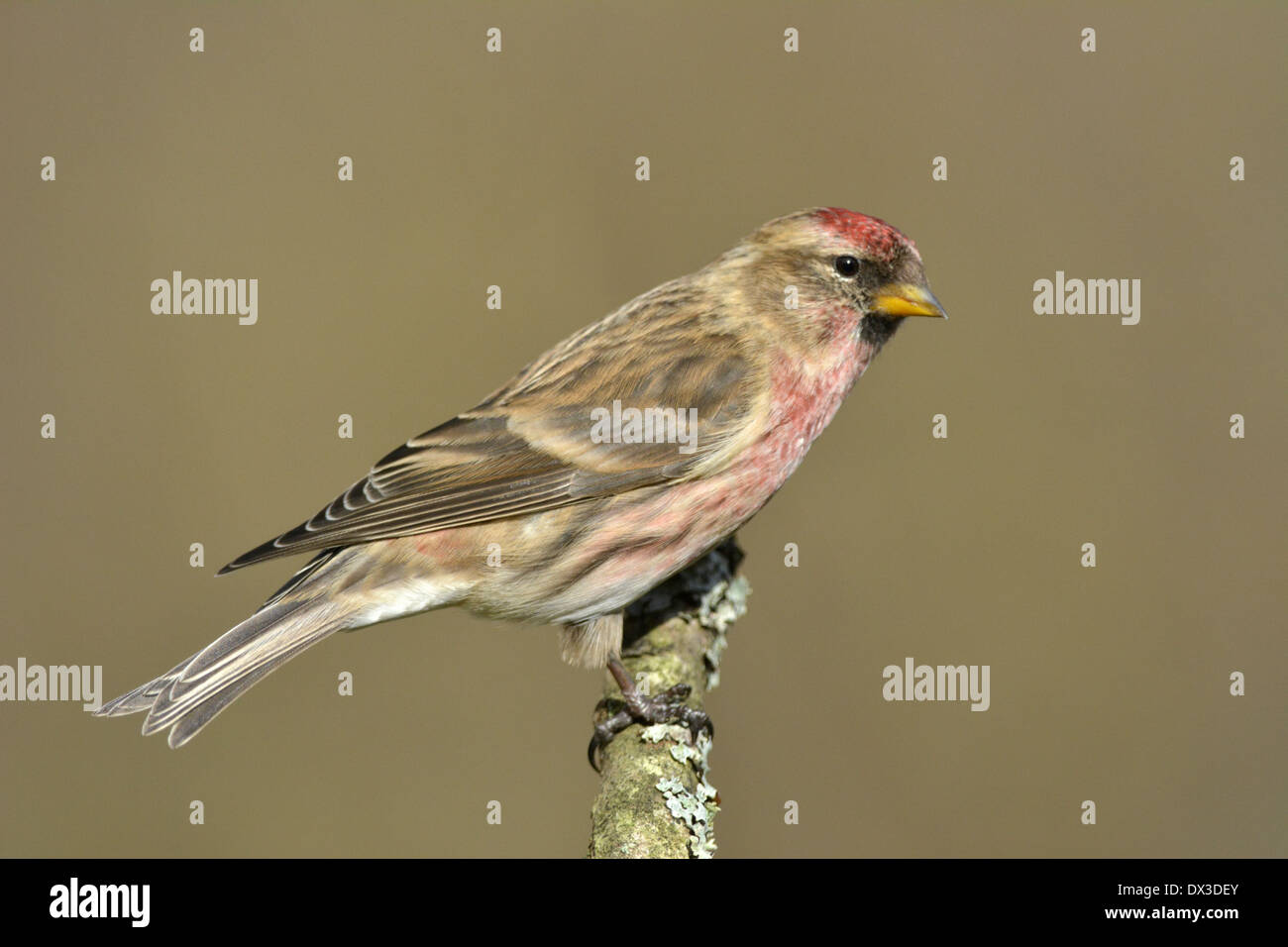 Geringerer Redpoll - Zuchtjahr Kabarett Stockfoto