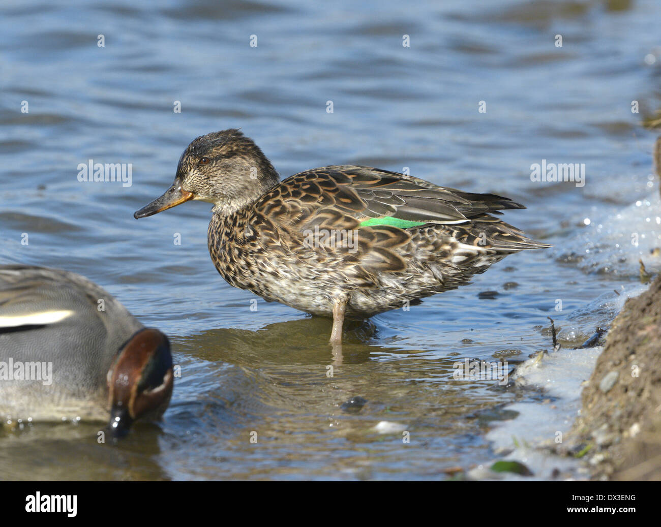 Petrol / Anas Vogelarten - weiblich Stockfoto