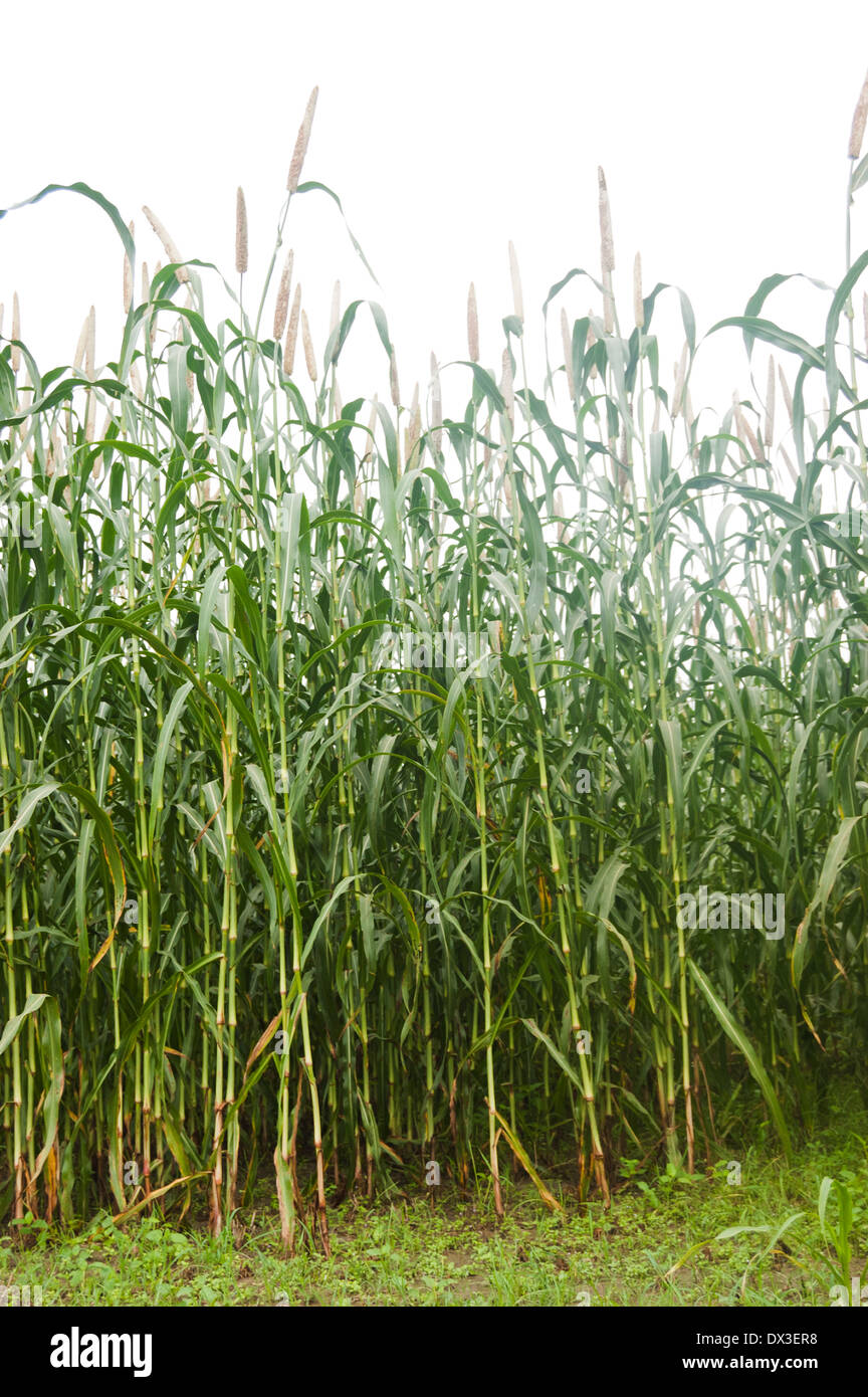 Indische landwirtschaftliche Fläche von Mais Stockfoto