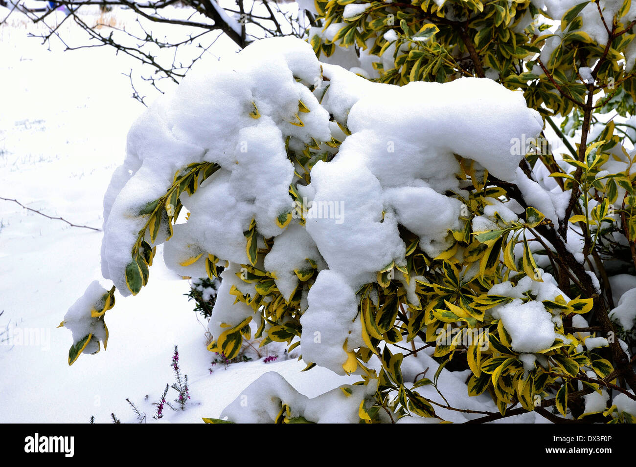 Euonymus Fortunei 'Emerald n Gold' (Spindel Baum), unter dem Schnee in einem Garten (Potager de Suzanne, Le Pas, Norden Mayenne, FR). Stockfoto