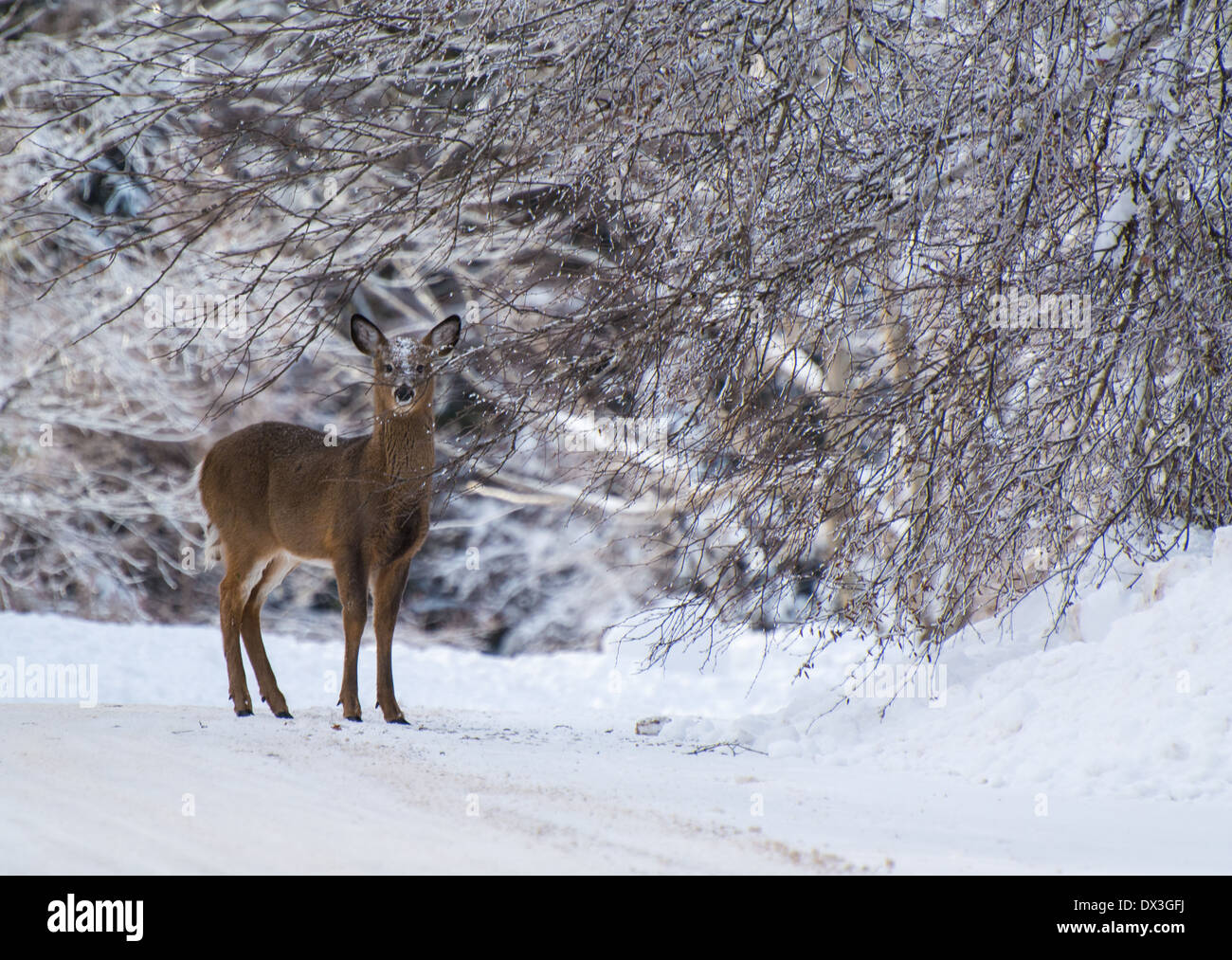 Rehe im Schnee Stockfoto