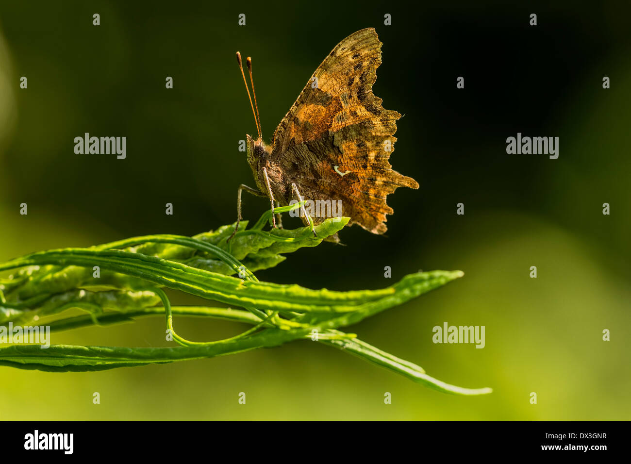 Komma Schmetterling ruht in Sommer-Sonne-Licht Stockfoto