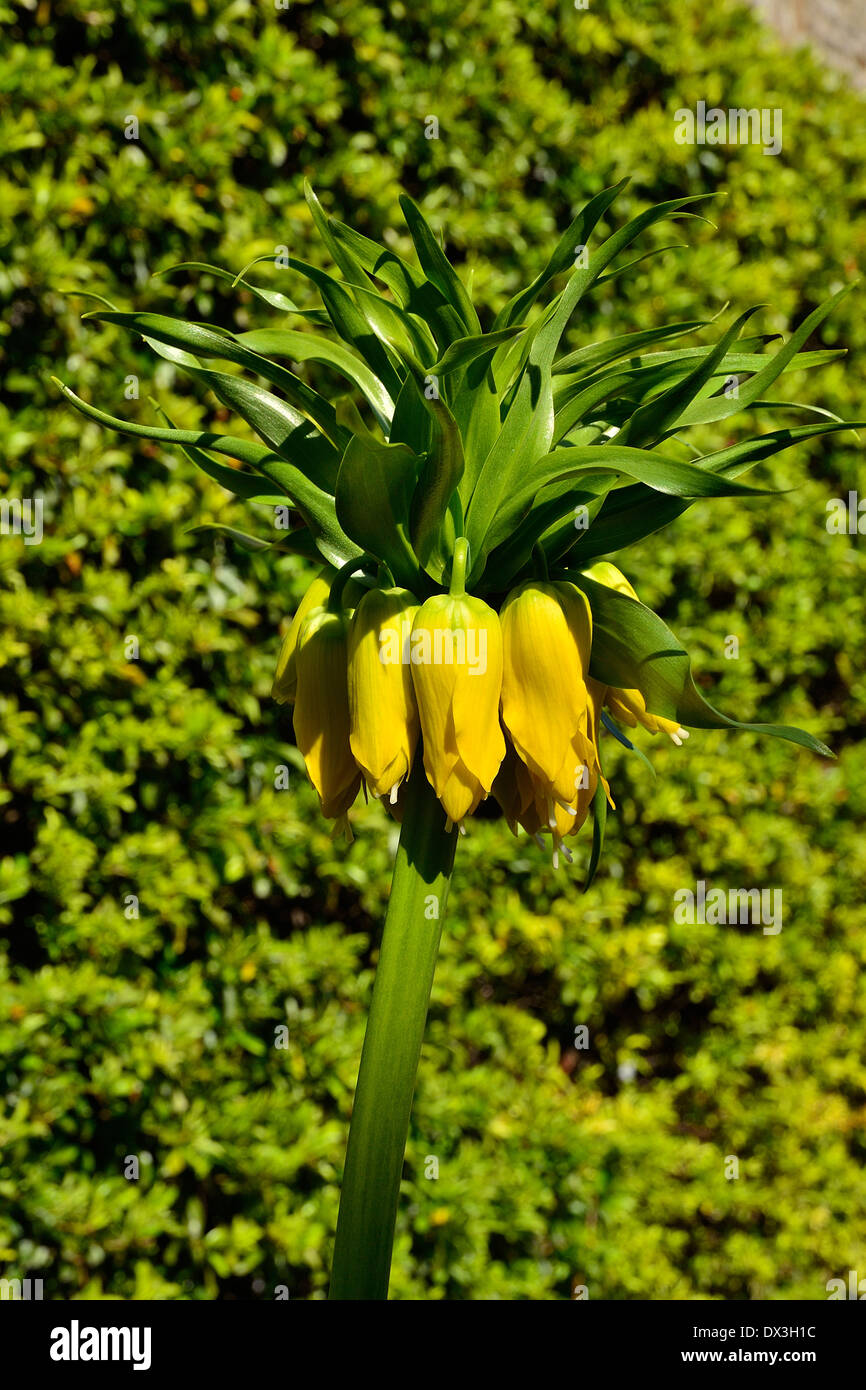 Imperial fritillary, Blume Glühbirne (Fritillaria imperialis) in voller Blüte im April (Pays de la Loire, Frankreich). Stockfoto