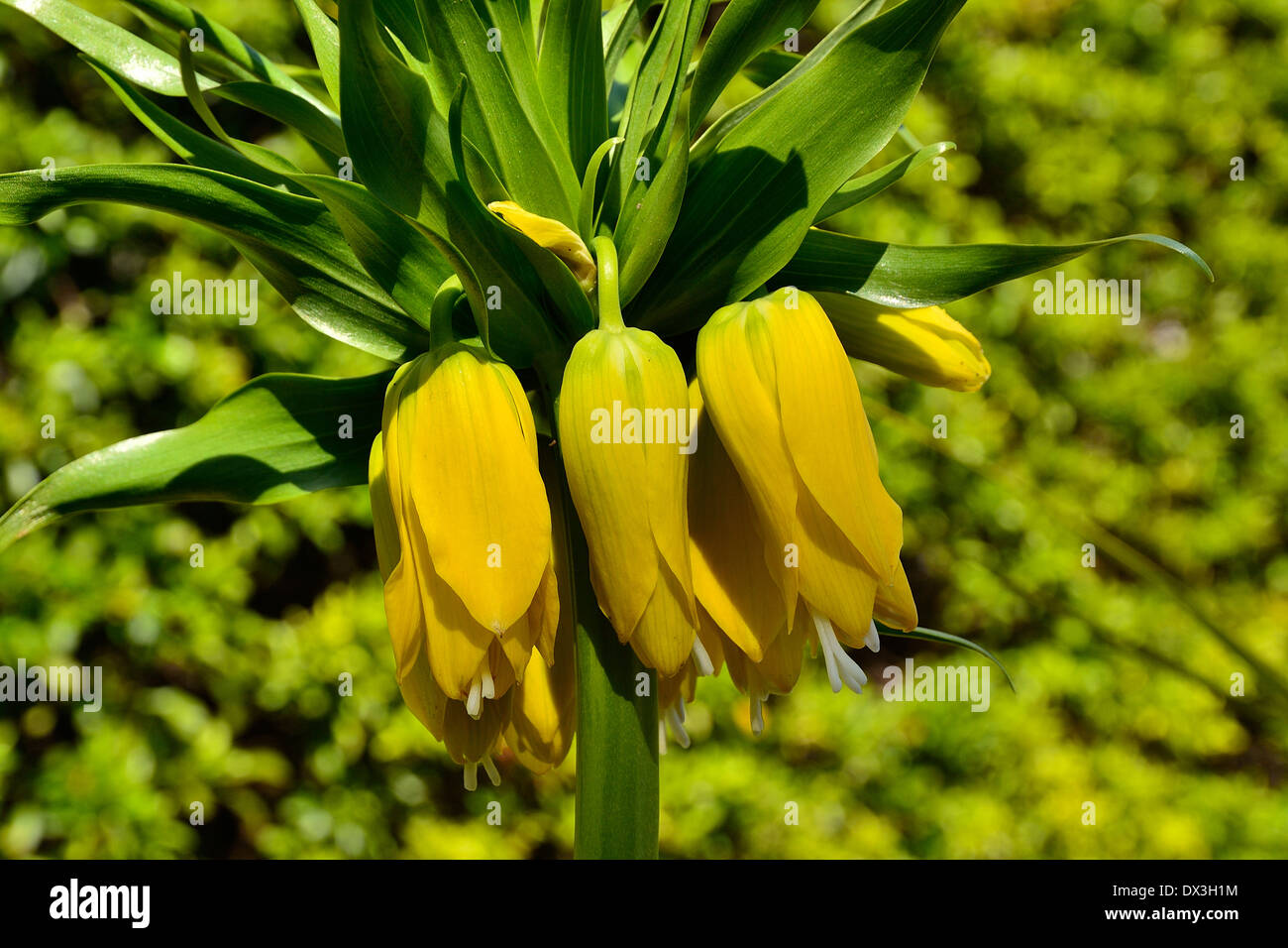 Imperial Fritillary Blumenzwiebel (Fritillaria Imperialis) in voller Blüte im April (Pays De La Loire, Frankreich). Stockfoto