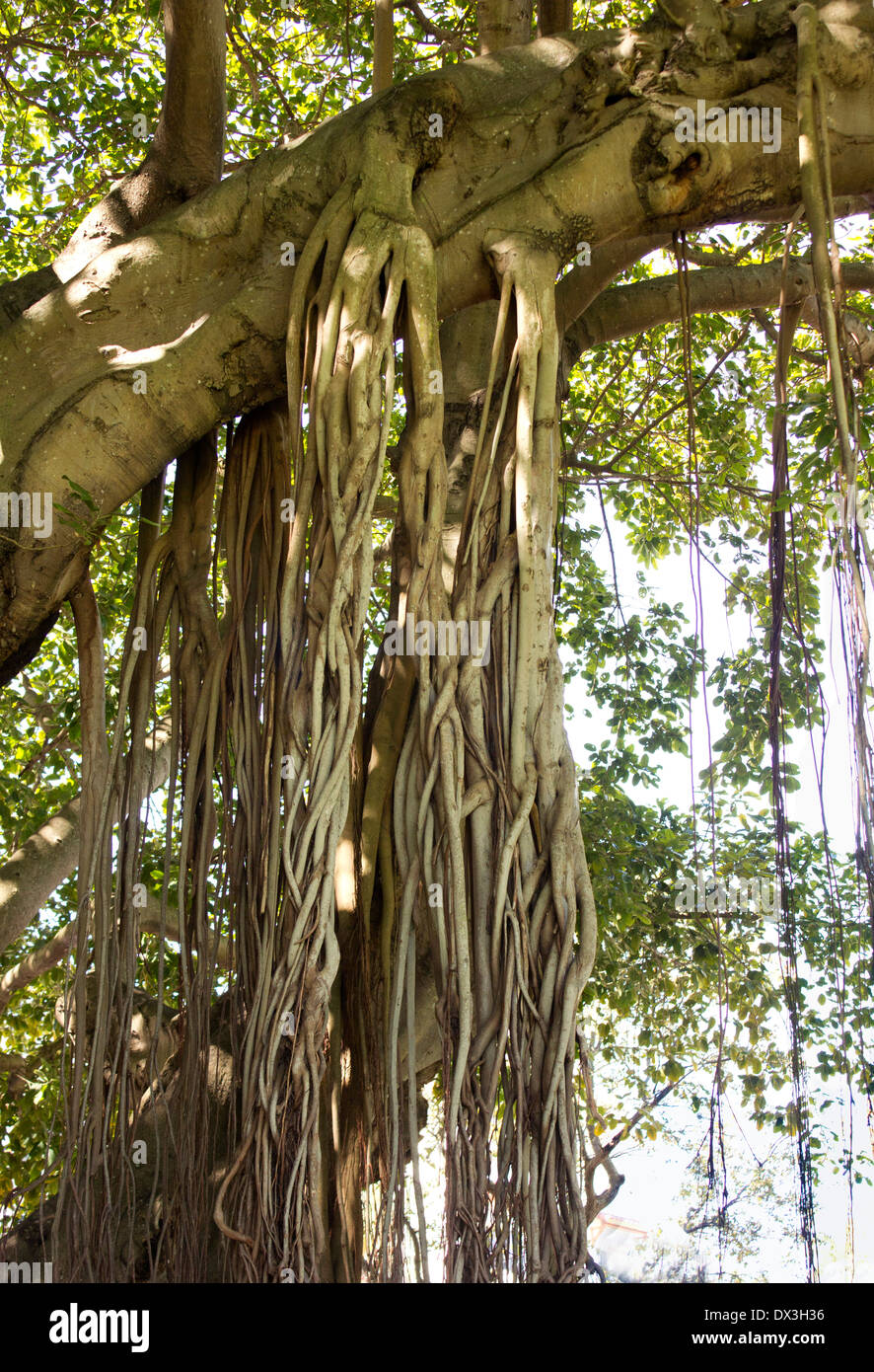 Nahaufnahme des Banyan Tree Wurzeln. Stockfoto