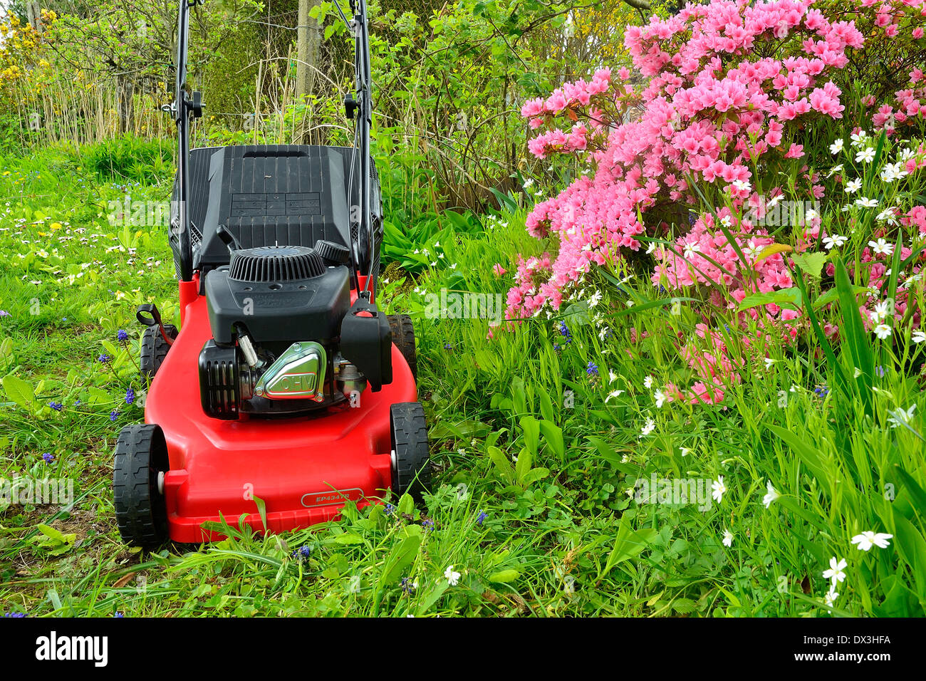 Rasenmäher in einem Garten in der Nähe von Azalea Japonica (Mayenne, Land der Loire, Frankreich). Stockfoto