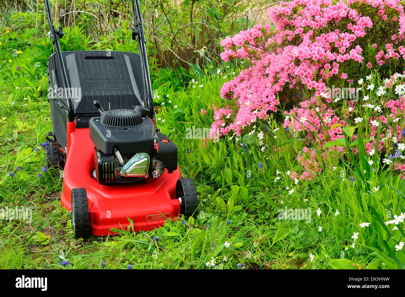 Garten azalee Fotos und Bildmaterial in hoher Auflösung Alamy
