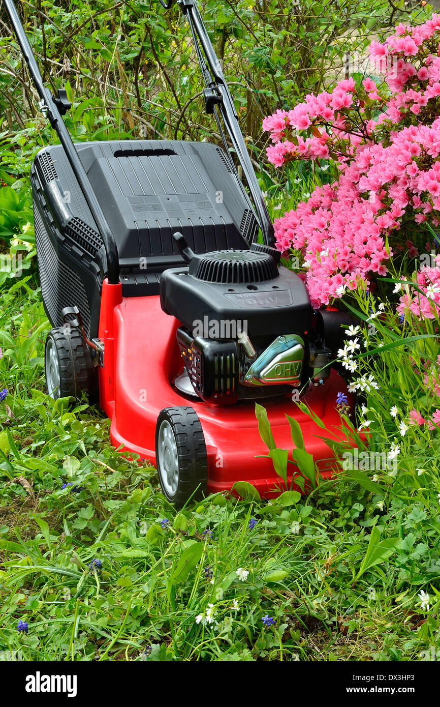 Rasenmäher in einem Garten in der Nähe von Azalea Japonica (Mayenne, Land der Loire, Frankreich). Stockfoto