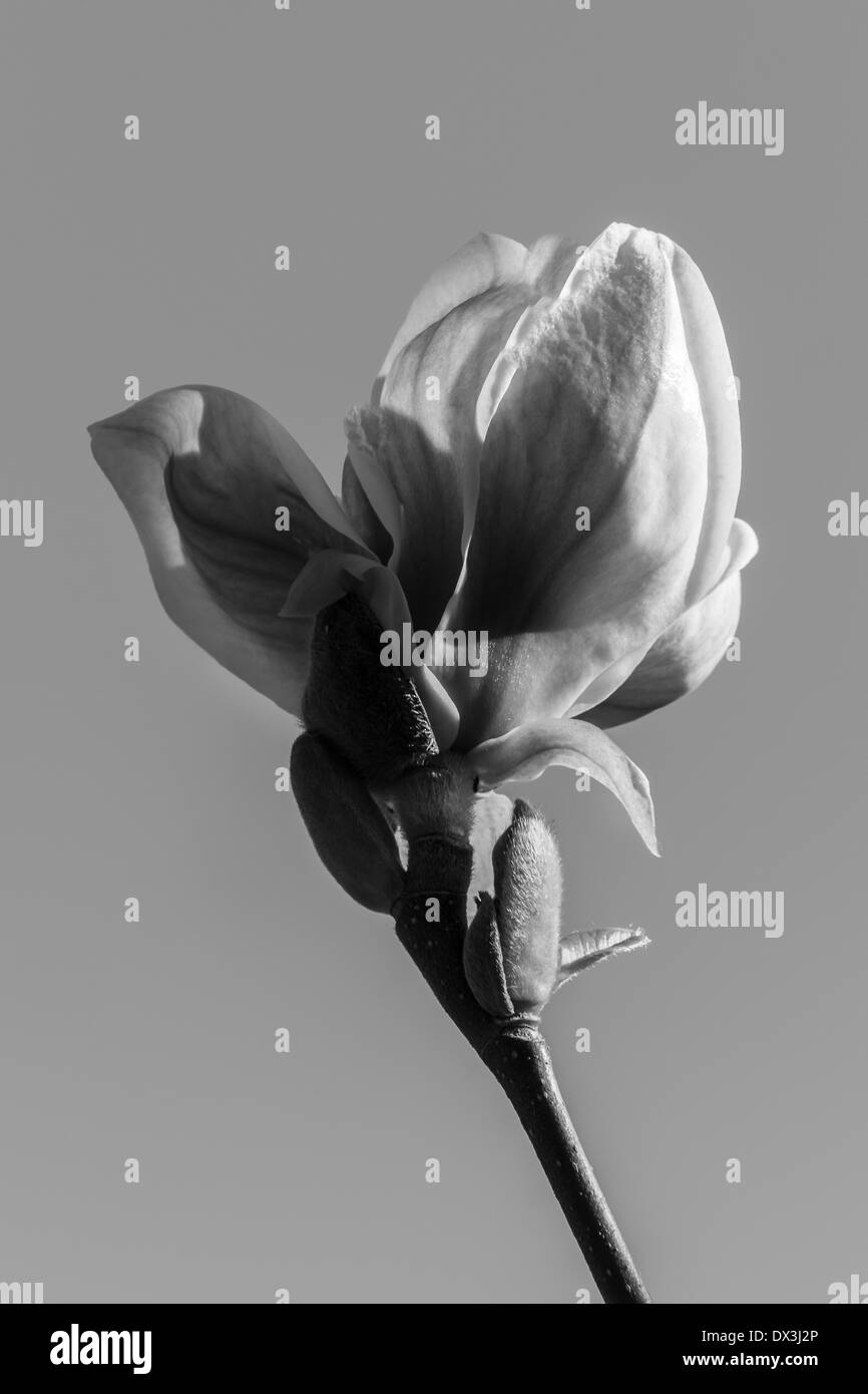 Schöne Magnolia Blüte vor einem strahlend blauen Himmel Stockfoto
