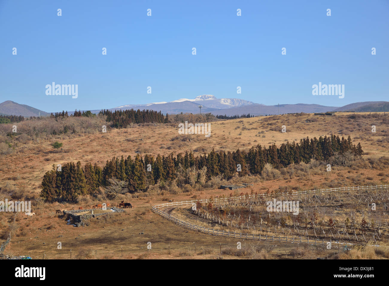 getrocknete braune Pflanzen und Bäume in einer Reihe Stockfoto