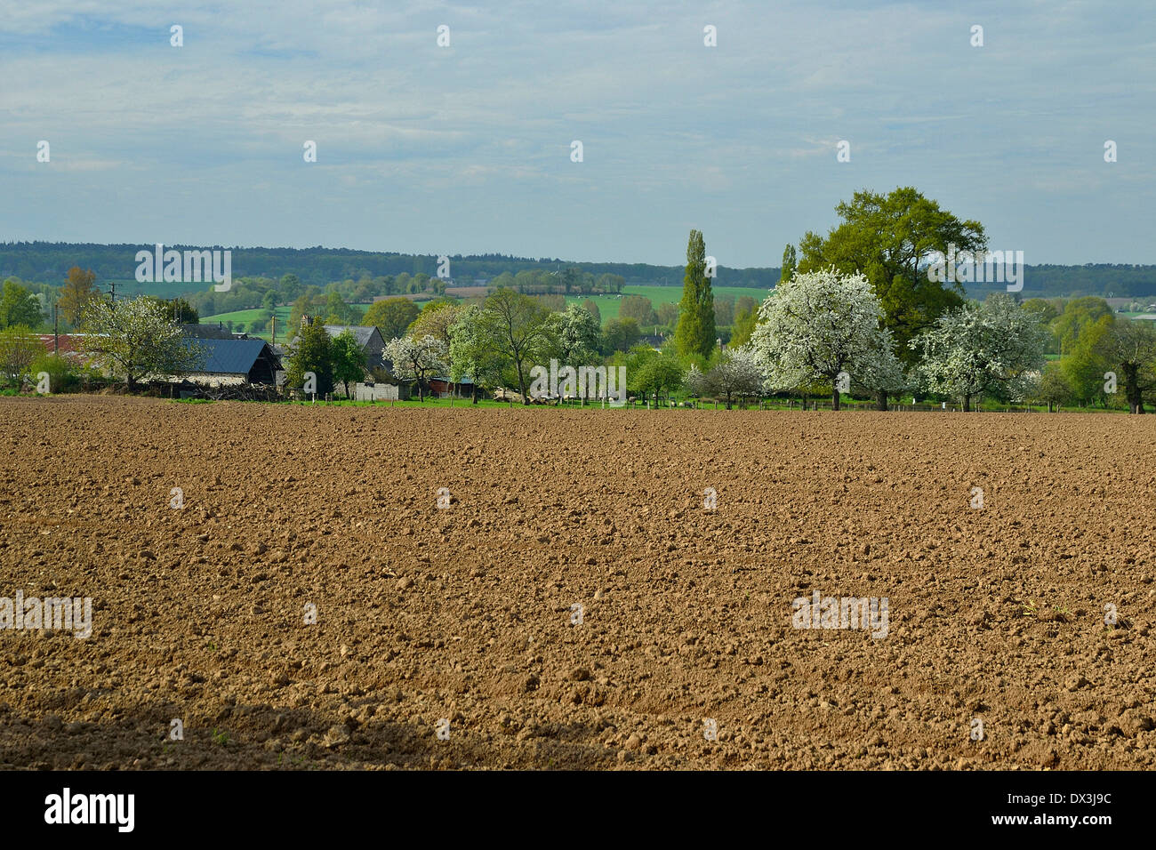 Gepflügten Feldes, Obstbäume in voller Blüte, in der Nähe von einem Bauernhof (Orne, Normandie, Frankreich, Europa). Stockfoto