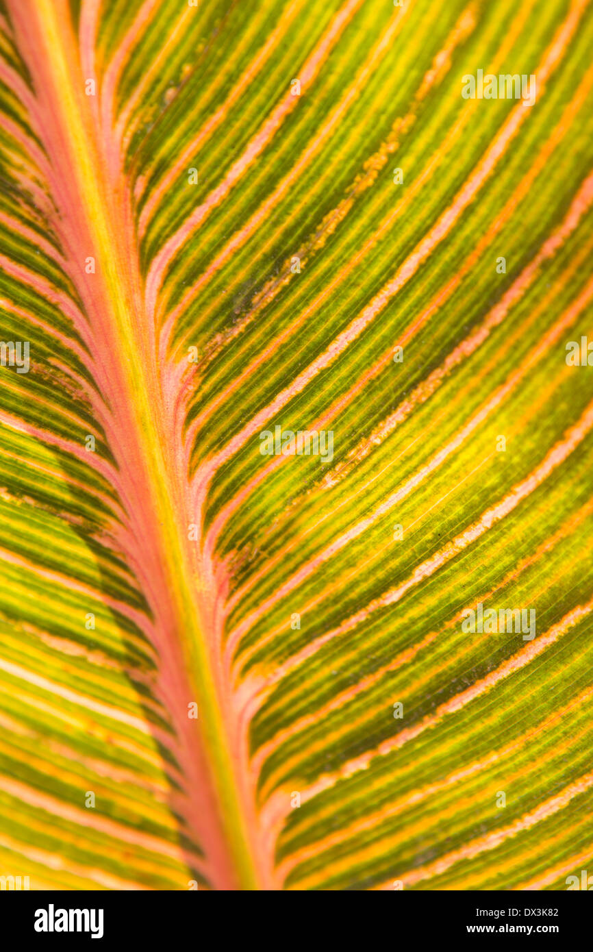 Rosa und grün Canna Detail Blattmuster, full-Frame, Nahaufnahme Stockfoto