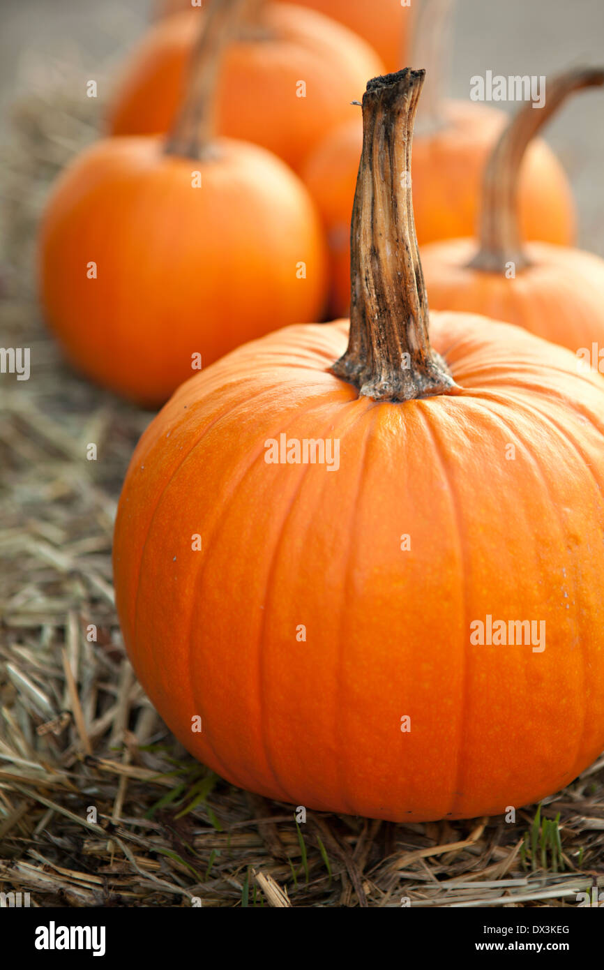 Im Herbst Kürbisse, lebendige Orange, Nahaufnahme Stockfoto