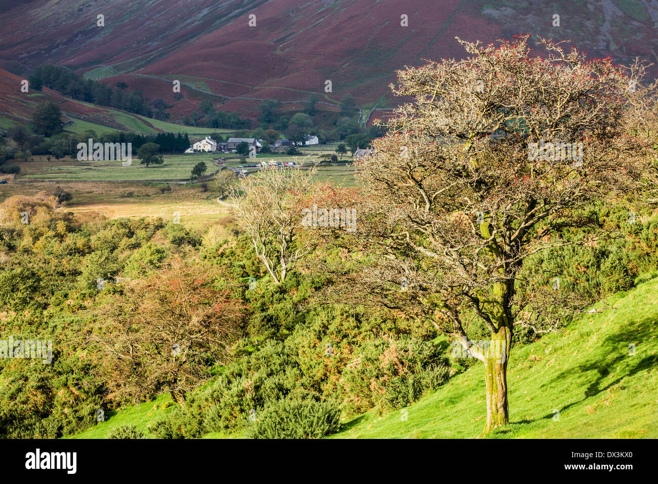 Wasdale Head aus den unteren Hängen des Lingmell, Cumbria. Stockfoto