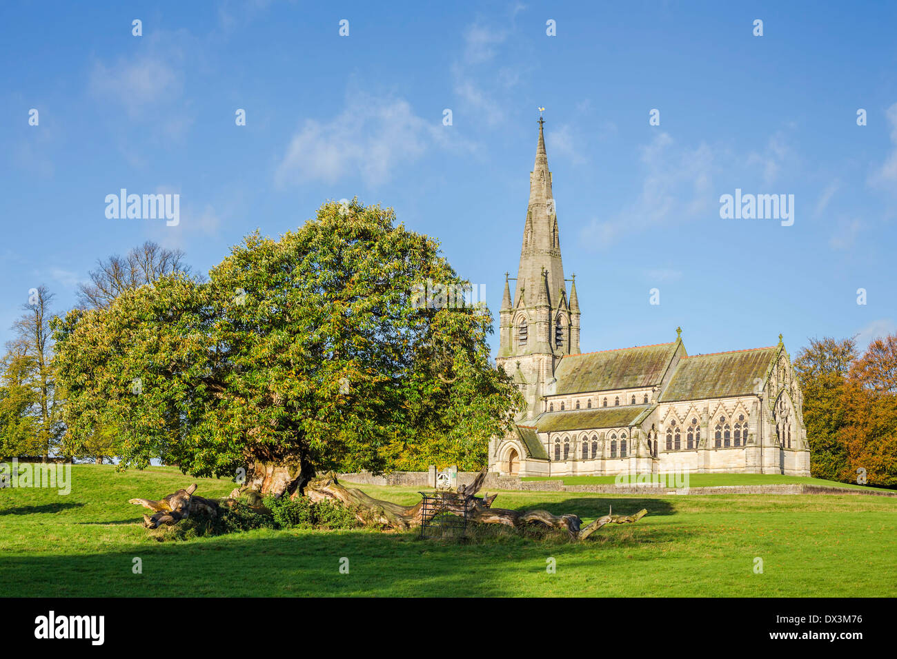 Sweet Chestnut Baum vor St. Marys Church in Studley Royal Park Ner Ripon, Nordyorkshire. Stockfoto