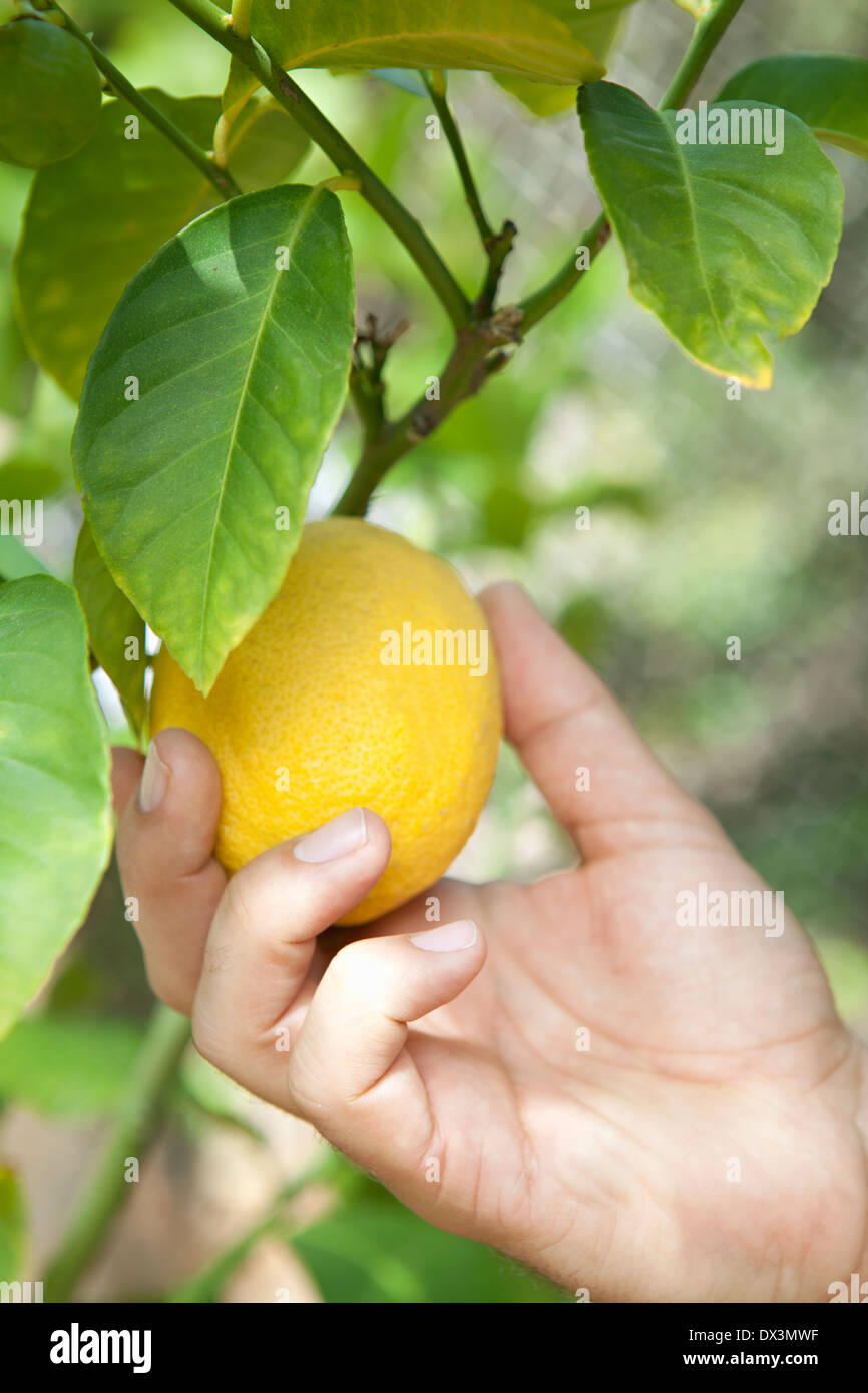 Mannes Hand pflücken Reife gelb Zitrone Baum Ast, schließen sich Stockfoto