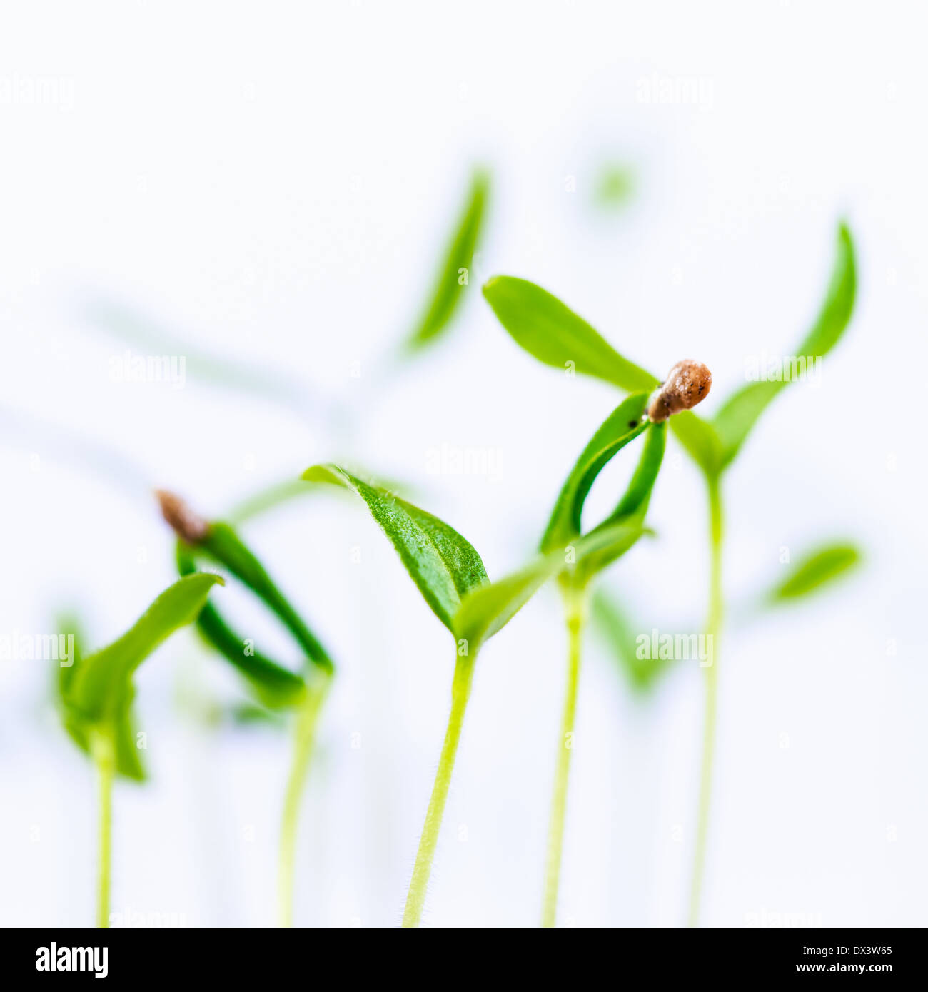 Grüne Spross wachsen aus Samen isoliert auf weißem Hintergrund. Frühling-Symbol, Konzept des neuen Lebens Stockfoto