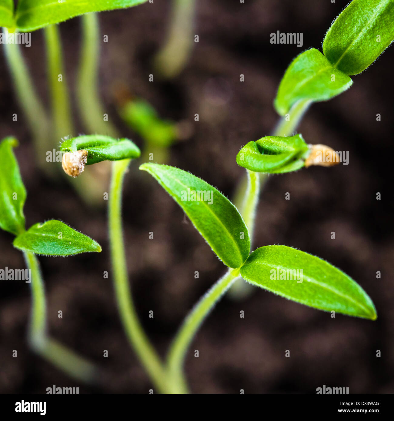 Grüne Spross wachsen aus Samen isoliert auf weißem Hintergrund. Frühling-Symbol, Konzept des neuen Lebens Stockfoto