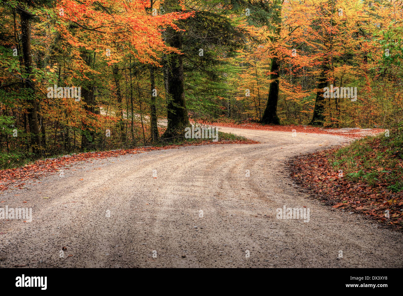 Lebendigen Farben des Waldes im Herbst Stockfoto