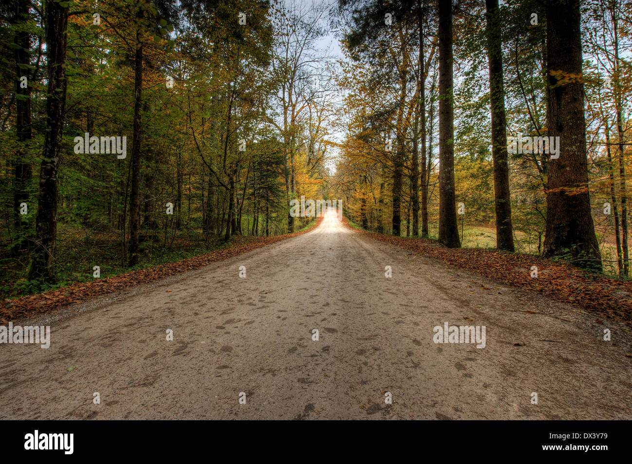 Lebendigen Farben des Waldes im Herbst Stockfoto