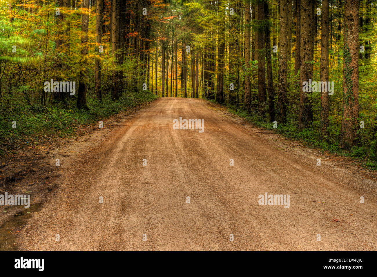 Lebendigen Farben des Waldes im Herbst Stockfoto