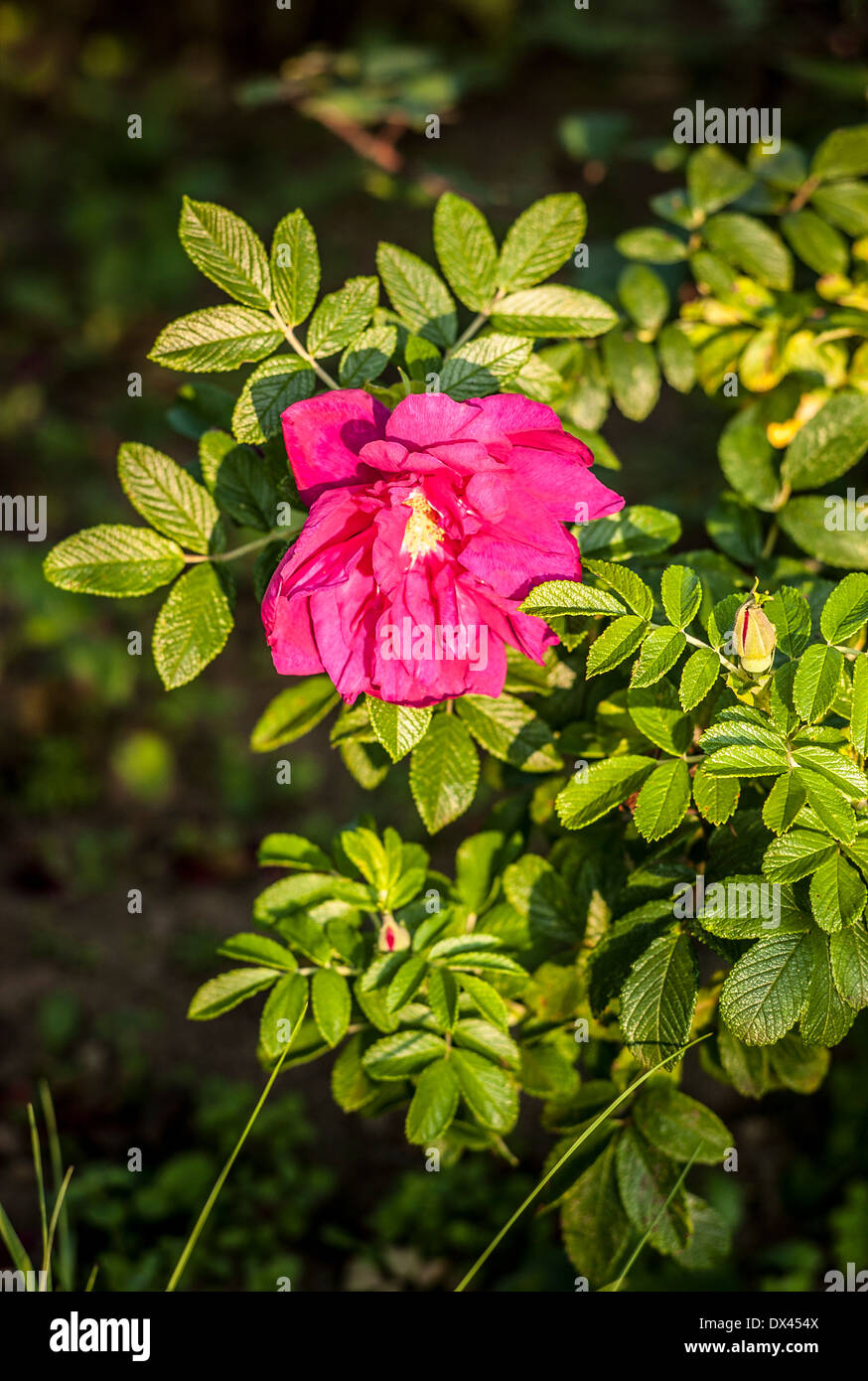 Rosa Roseraie de L'Hay Stockfoto