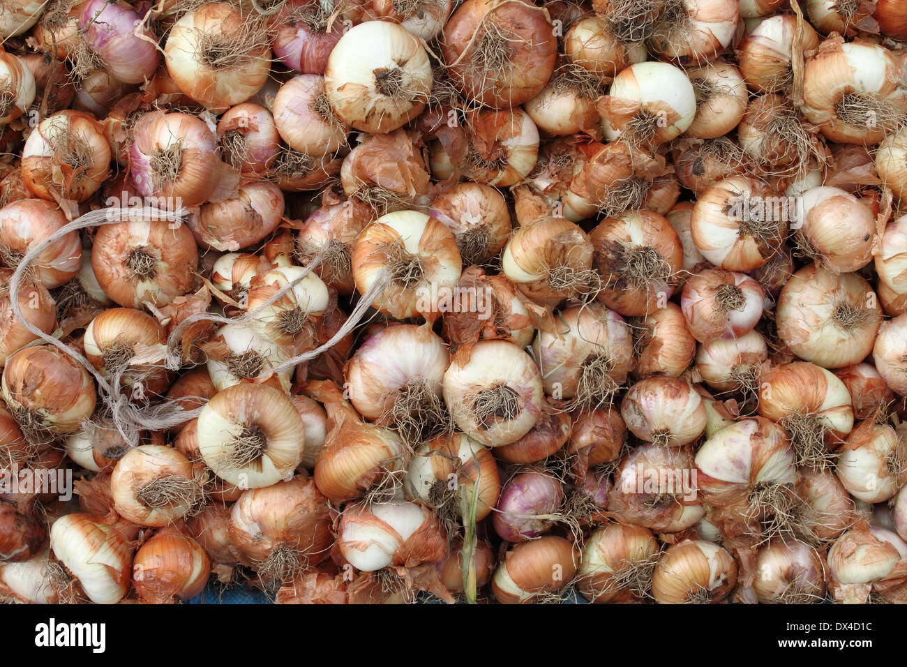 Frische Zwiebeln in Gemüsehandel angezeigt Stockfoto