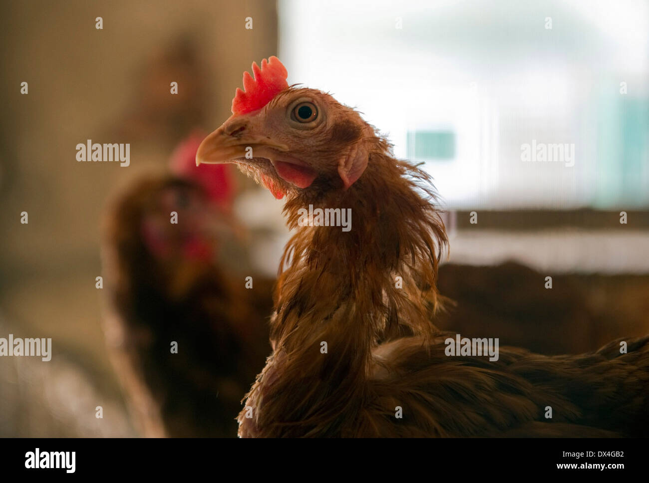 Hennen in Stock Stockfoto