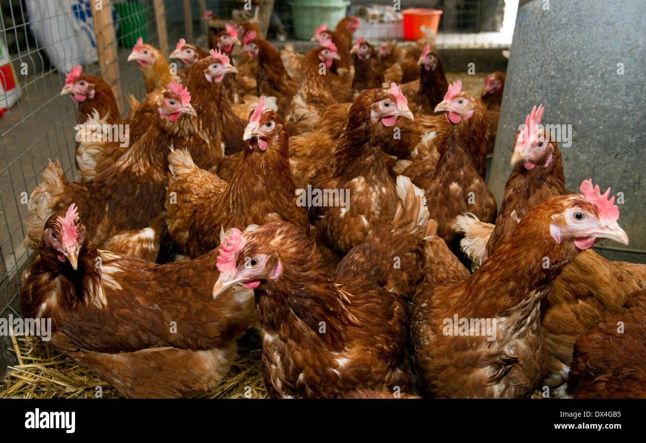 Hennen in Stock Stockfoto