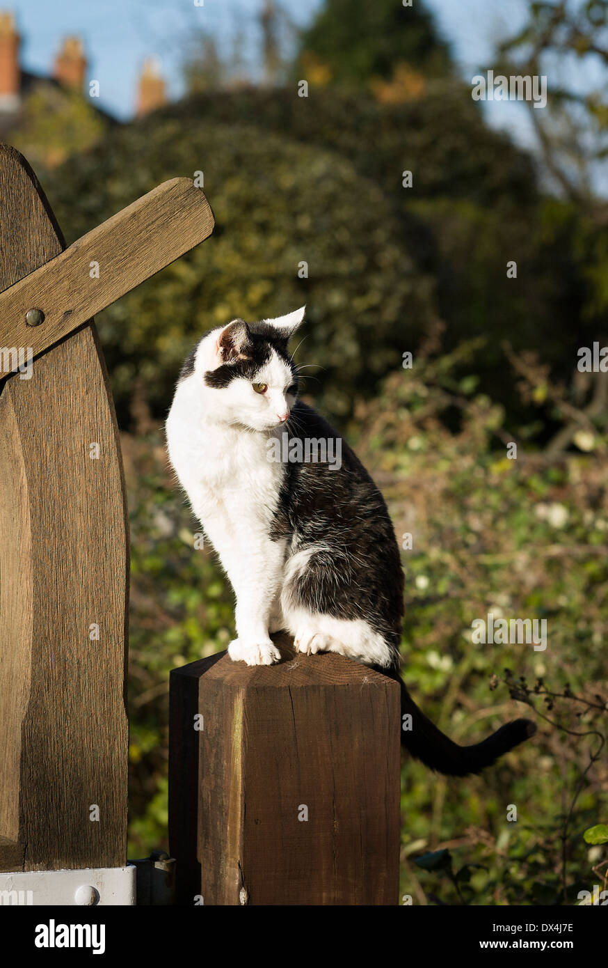 Schwarz / weiß Katze auf Pfosten warten und beobachten Stockfoto