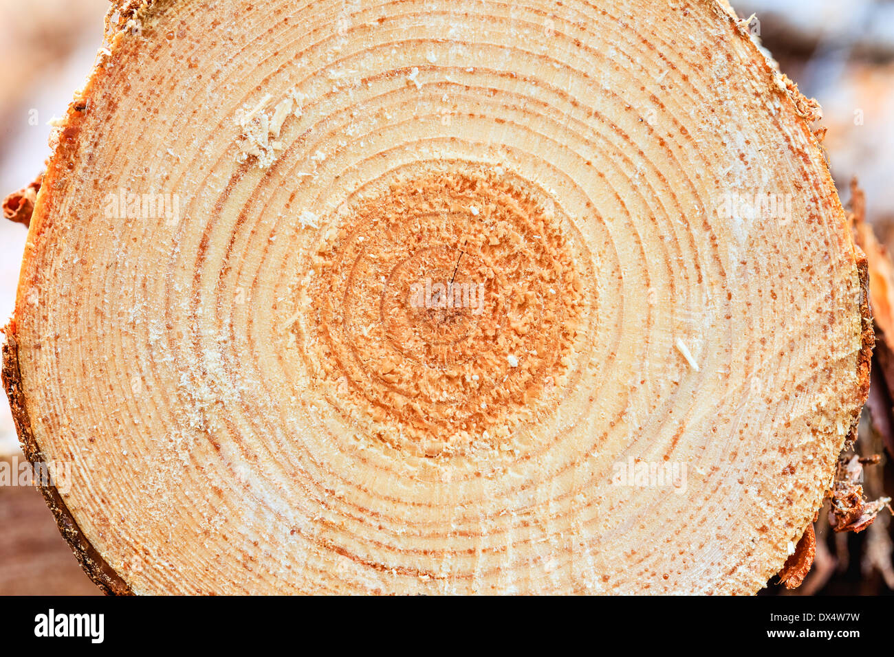 Jahresringe auf Schnittholz Kiefer-Baum-Holz-Holz Textur Hintergrund Stockfoto