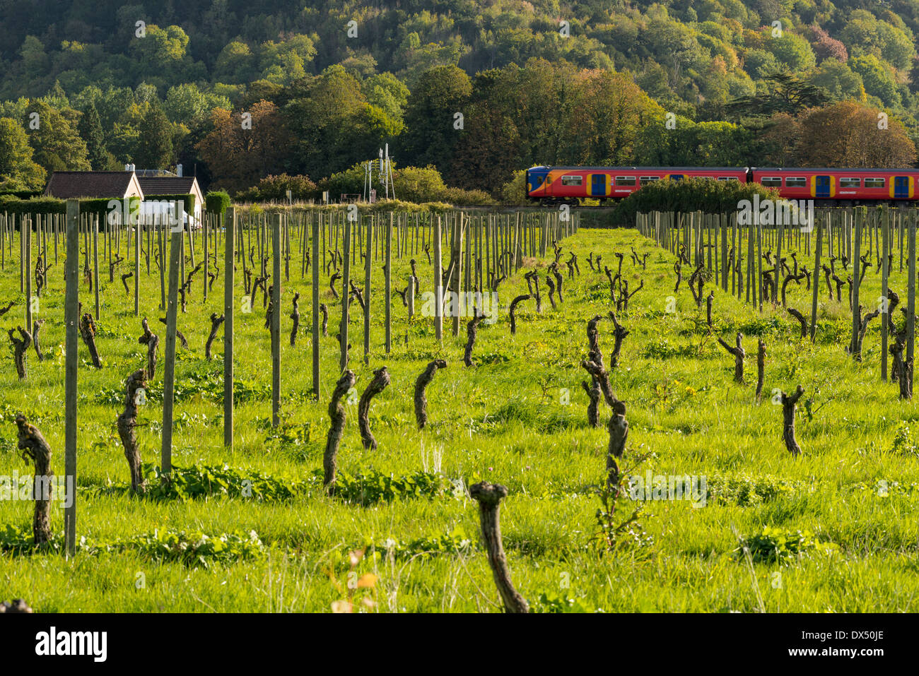 Südwesten Zug vorbei Denbies Wine Estate, Dorking, Surrey, UK Stockfoto