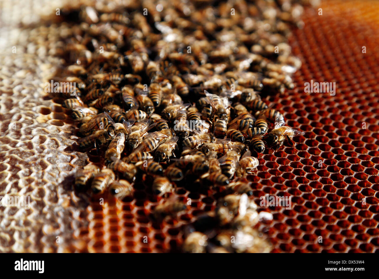 Bienenstock Stockfoto
