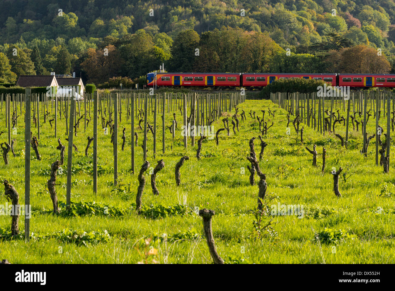 Südwesten Zug vorbei Denbies Wine Estate, Dorking, Surrey, UK Stockfoto