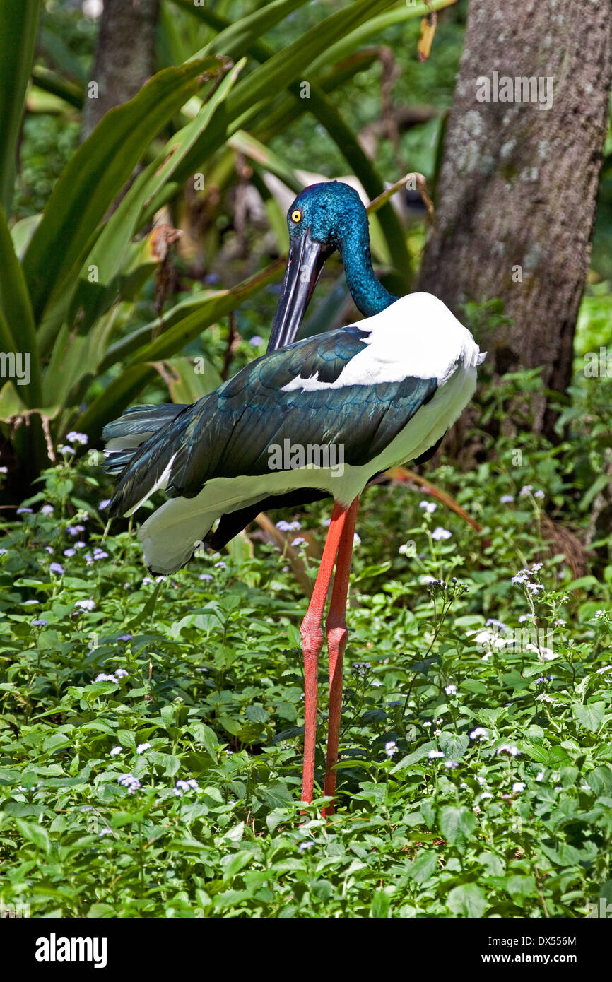Schwarzhals-Störchin im Norden Queenslands Stockfoto