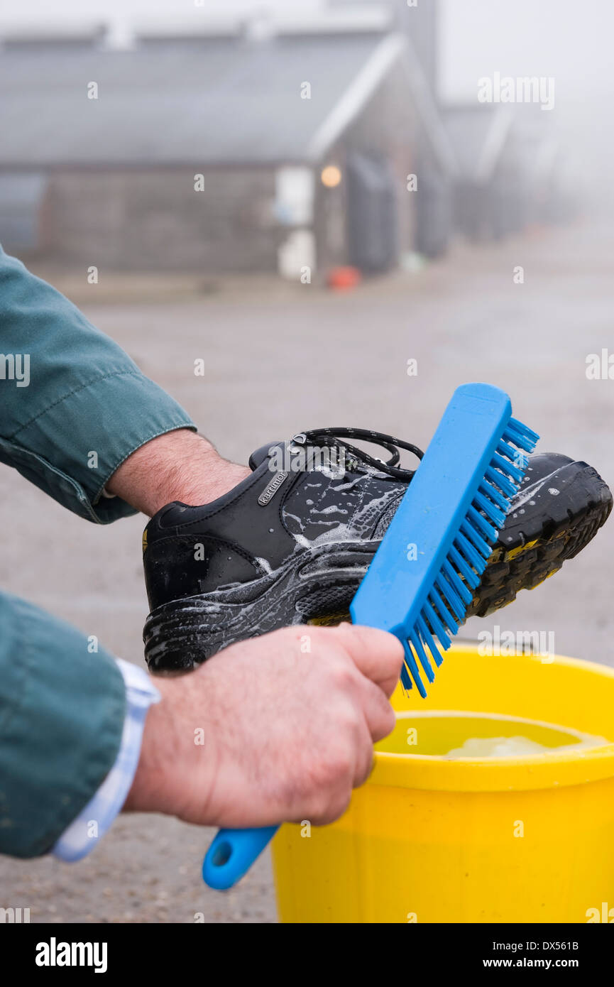 Ein Landwirt schrubbt Stahlkappe Stiefel mit Desinfektionsmittel in einen Eimer mit einem Pinsel vor dem Betreten einer Farm für Hygiene und Umwelt Stockfoto