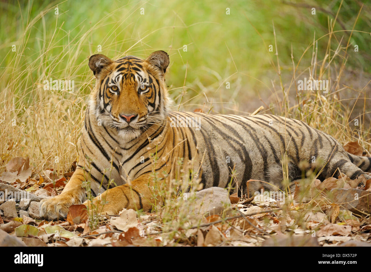Bengal-Tiger (Panthera Tigris Tigris), Ranthambhore National Park, Sawai Madhopur, Indien Stockfoto