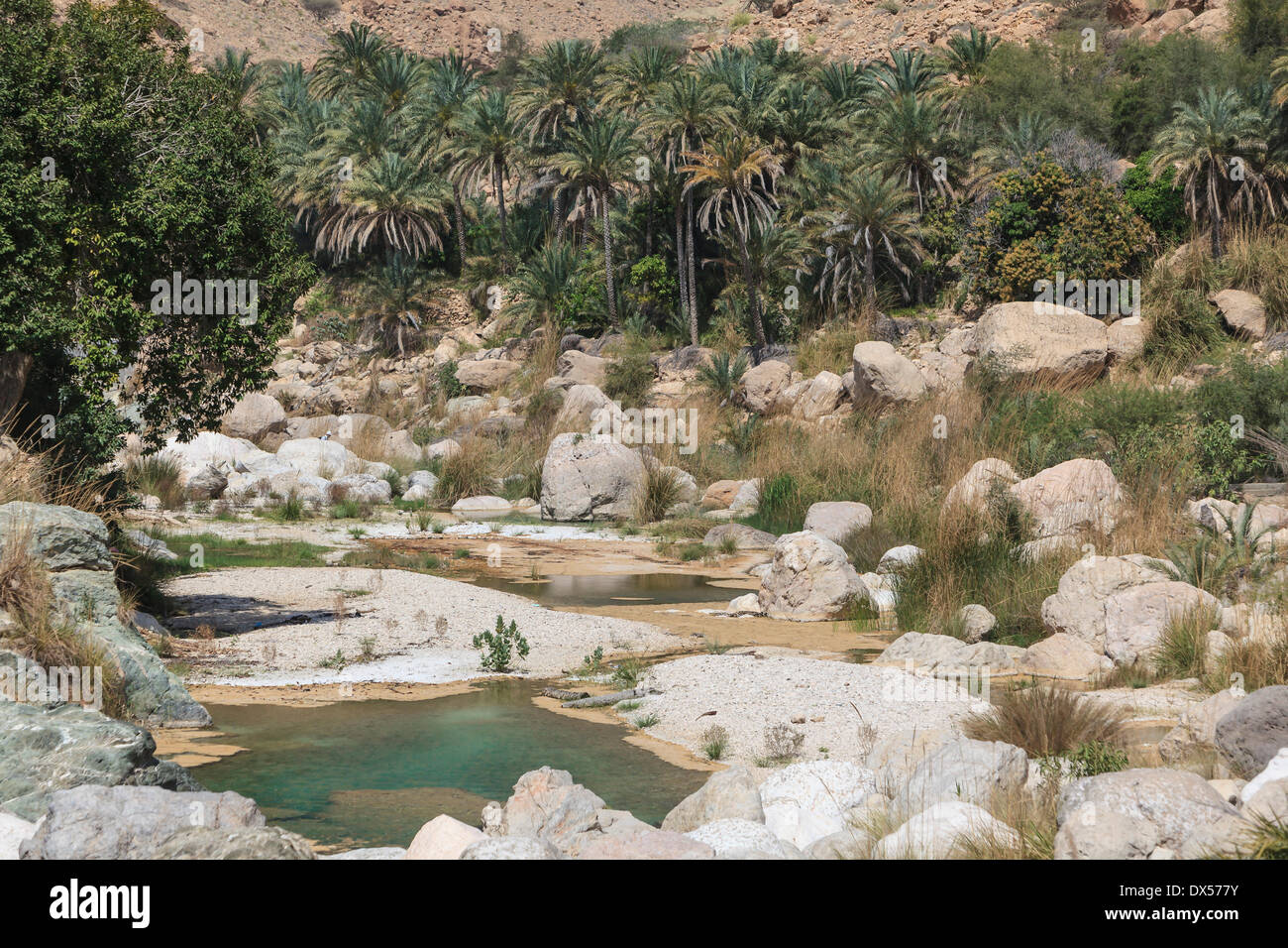 Wadi Tiwi, umgeben von Palmen, Tiwi, Hajar-Gebirge, Ash Sharqiyah Region Oman Stockfoto
