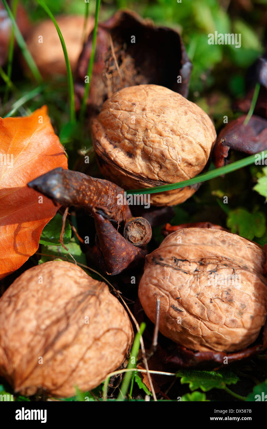 Frische Walnüsse vom Baum gefallen Stockfoto
